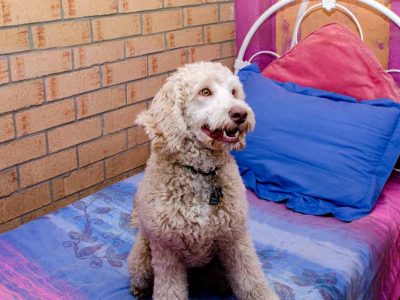 Accommodation for Dogs